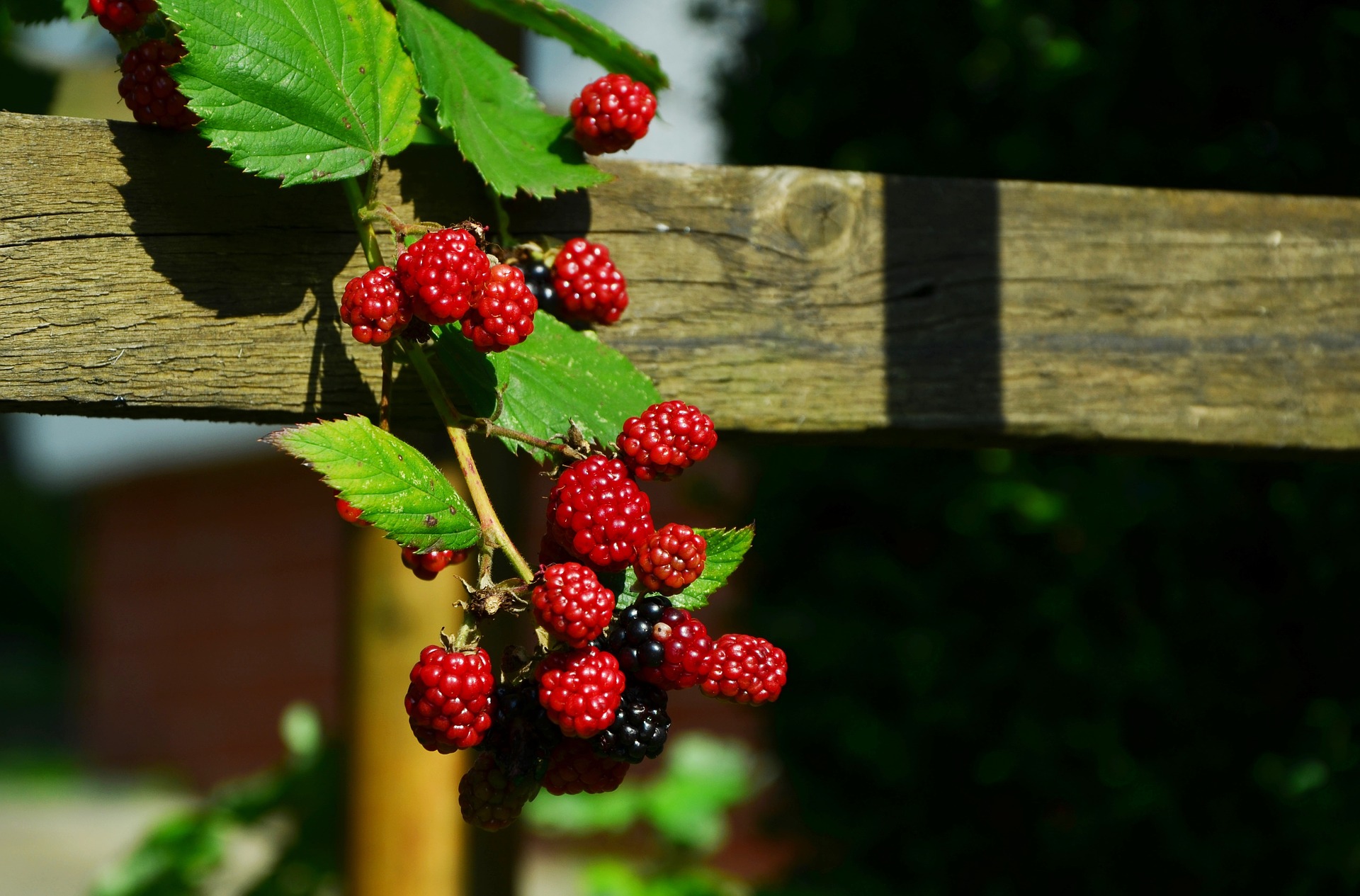 Gratis snacken frisch vom Baum – nur ernten musst Du selbst!