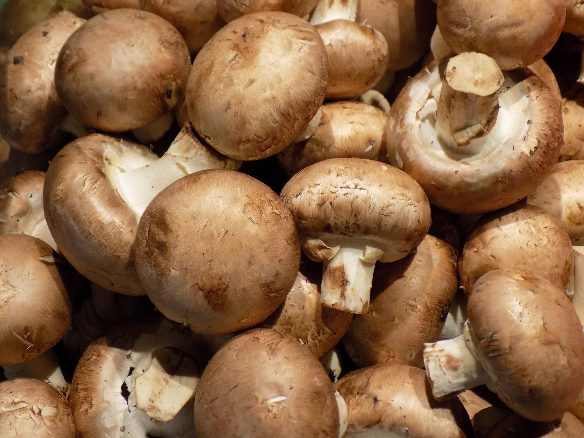 Das verkannte Genie:  Champignons